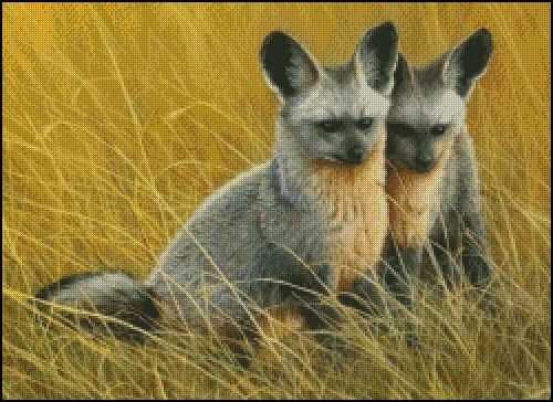 (image for) Bat Eared Foxes